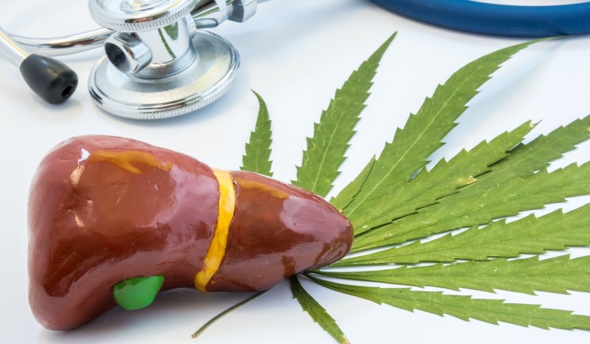 CBD and Liver Effect: All You Should Know